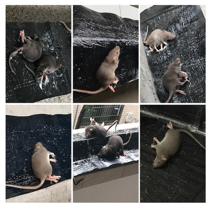Piège Souris Collant Puissant - Solution Ultime Pour Une Lutte Antiparasitaire Efficace